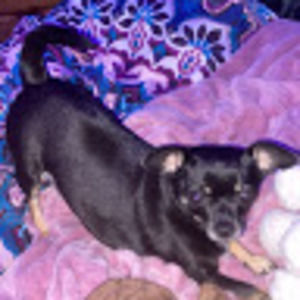 Meet your Posher, Sammie